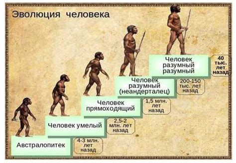 Различные этапы развития Homo sapiens