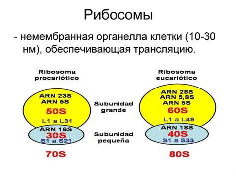 Размеры и состав рибосом