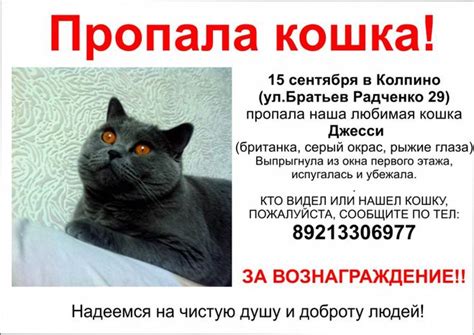 Разместить объявление о пропаже с фотографией и контактной информацией