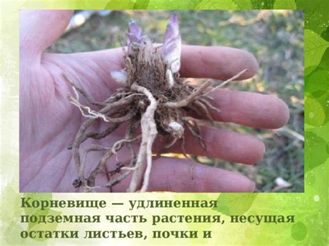 Размножение аквилегии: семенной метод и деление корневища