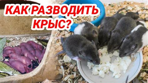 Размножение и содержание декоративных крыс