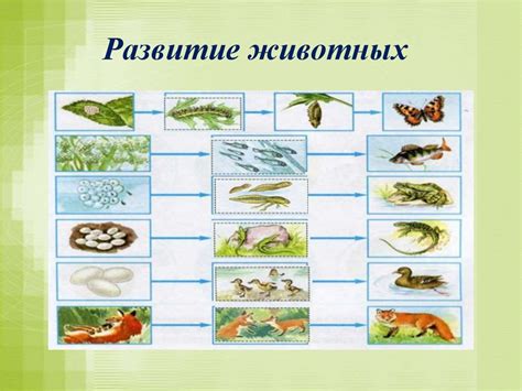 Размножение и территориальная борьба