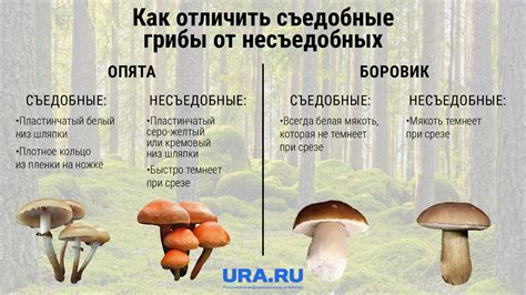 Размораживание грибов