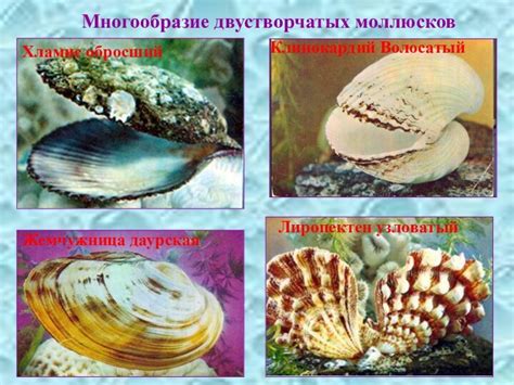Разнообразие видов двустворчатых моллюсков