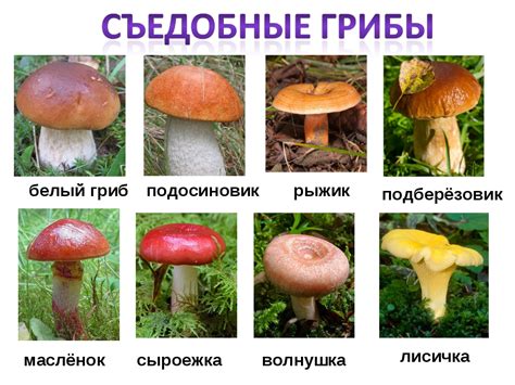Разнообразие грибов: какие еще сорта можно использовать