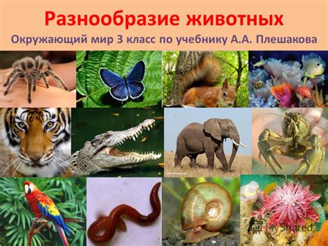 Разнообразие животных