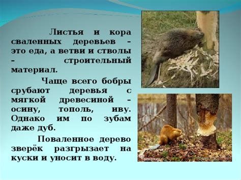Разрешенные способы изъятия сваленных деревьев