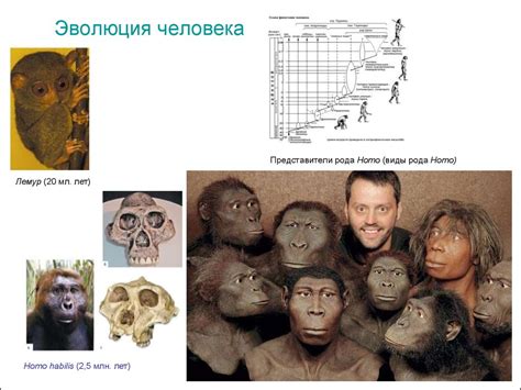 Ранние представители рода Homo