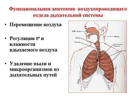 Ранние признаки развития органов дыхательной системы