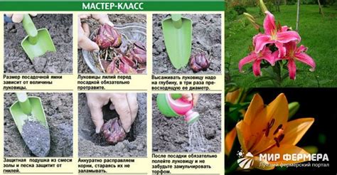 Ранняя весенняя посадка лилий в средней полосе России