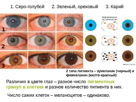 Расовые различия в цвете глаз