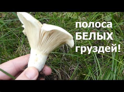 Распространение белых груздей в Ленинградской области