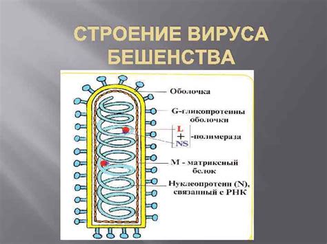 Распространение вируса бешенства