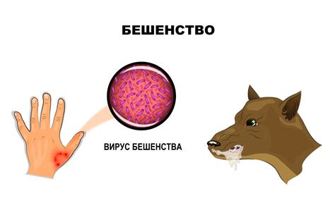 Распространение вируса бешенства через слюну