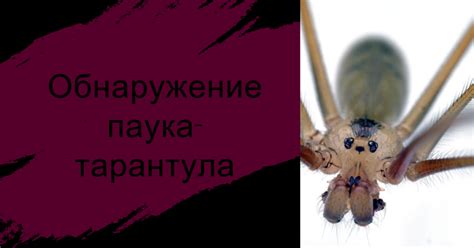 Распространение и характеристики паука-птицееда