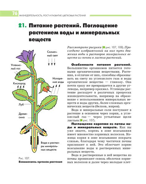 Растения аэробики: эффективные процессы