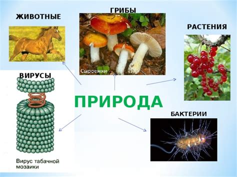 Растения-анаэробы: неотъемлемая часть природы