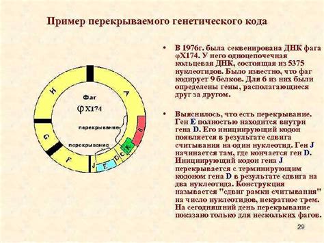 Расшифровка генетического кода и его роль в превращении