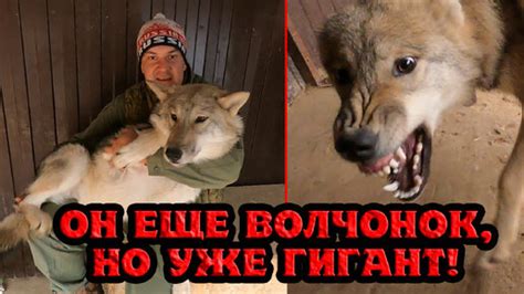 Реакция волка на гладкое прикосновение