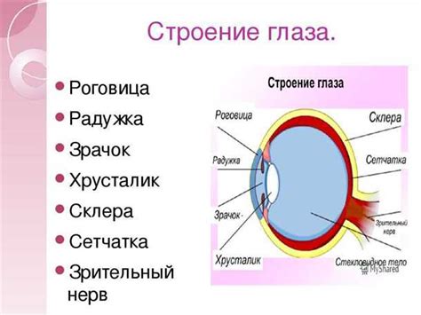 Реакция зрачка на страх: изменение размера искривления