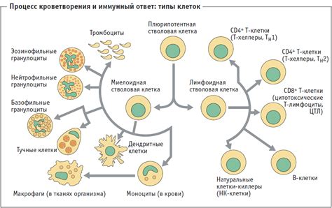 Реакция иммунной системы на холод