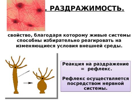 Реакция на раздражение