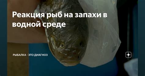 Реакция рыб в условиях без воды