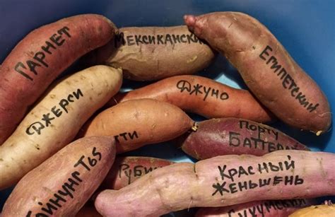 Реальность выращивания батата в России