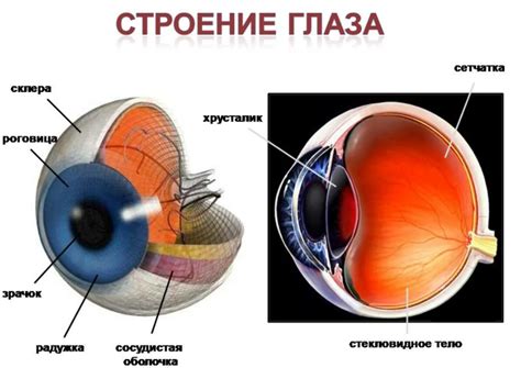 Регулярность осветления глаза и здоровье глазного яблока