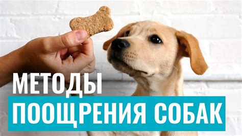 Регулярно упражняйтесь в тренировке собаки