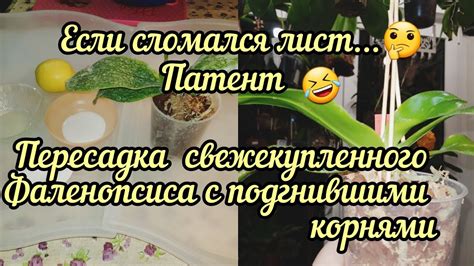 Регулярный полив и уход после пересадки