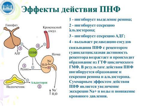 Регуляция обменных процессов