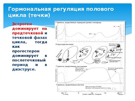 Регуляция полового цикла