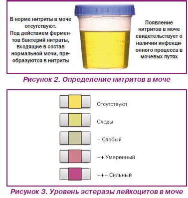 Режимы приема мочи в обед