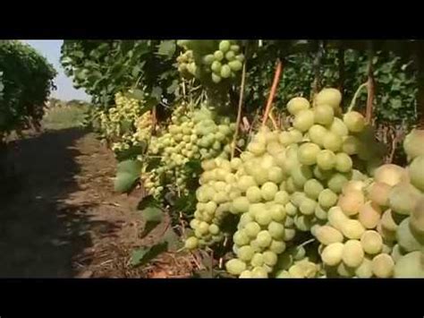 Результаты влияния дождя на качество винограда