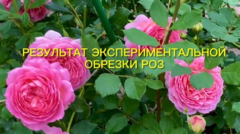 Результаты обрезки роз: