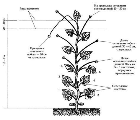 Результаты прищипывания огурцов в теплице