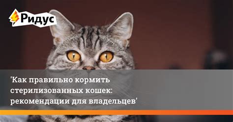 Рекомендации для владельцев кошек