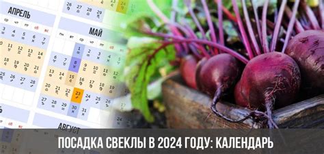 Рекомендации по включению свеклы в рацион
