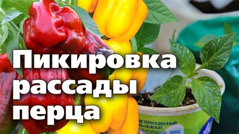 Рекомендации по дальнейшему уходу за перцем калифорнийским