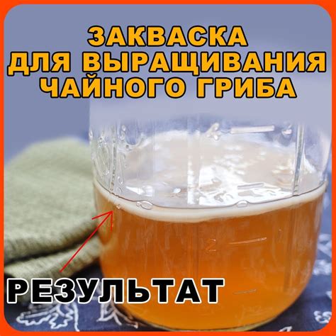 Рекомендации по использованию чайного гриба при диабете