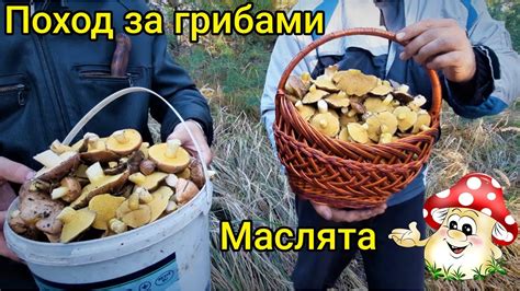 Рекомендации по кормлению кур грибами маслятами