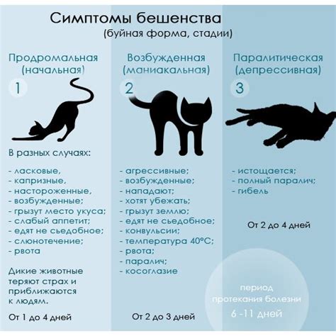 Рекомендации по прививке кошек от бешенства
