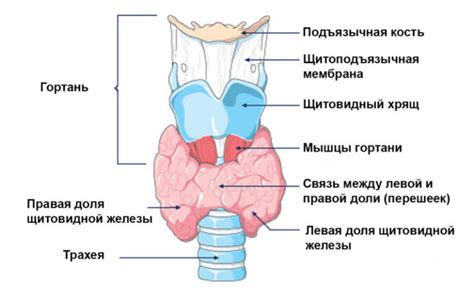 Рекомендации по проверке щитовидной железы после родов