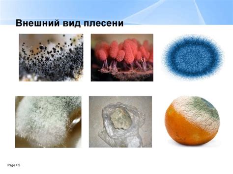 Рекомендации по профилактике возникновения и распространения плесени на варенье