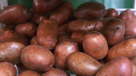 Рекомендации по употреблению проросшей картошки