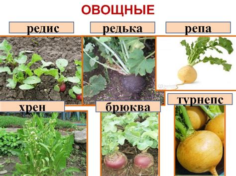 Репа и подагра: влияние овоща на проявления болезни