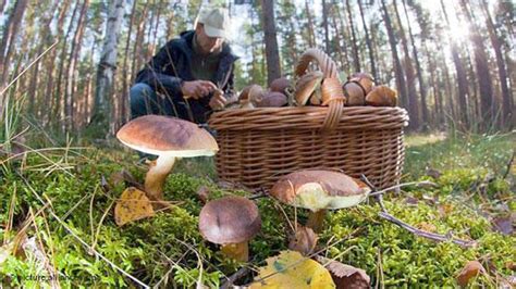 Риски резки грибов в лесу