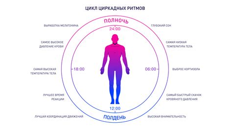 Ритмы организма и тренировки