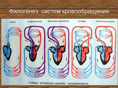 Ритуалы завоевания сердца партнера у разных видов рыб